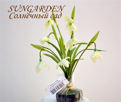Подснежник 